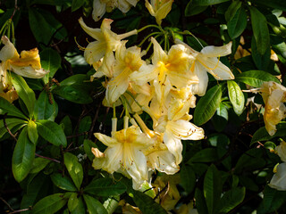 Buttermilk yellow - azalea blossoms