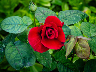 Red Velvet - red rose growing in a domestic garden (Southampton, England)