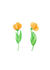 Vintage set of yellow flowers. Pair of blooming tulips. Summer isolated illustration. Watercolor floral design. White background