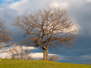Fairy tree in the field