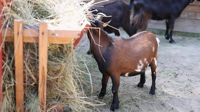 animals in zoo park in cages.sheeps,goats eating dry grass.cute rabbits bunny eating from manger, sitting on back paws.monkey on net fence, lemur.many tortoise in basin.alligator stand still.