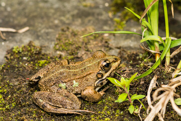 Iberian Green Frog - Pelophylax perezi