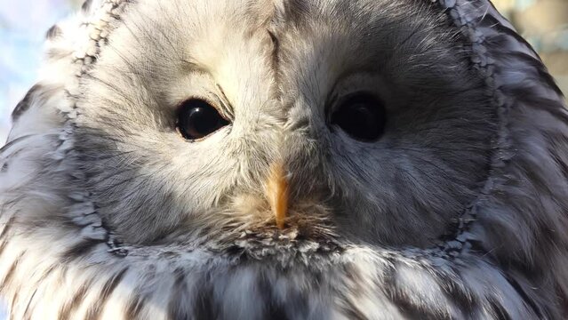 Ural owl (Strix uralensis) is a medium-sized nocturnal owl of the genus Strix, with up to 15 subspecies found in Europe and northern Asia.