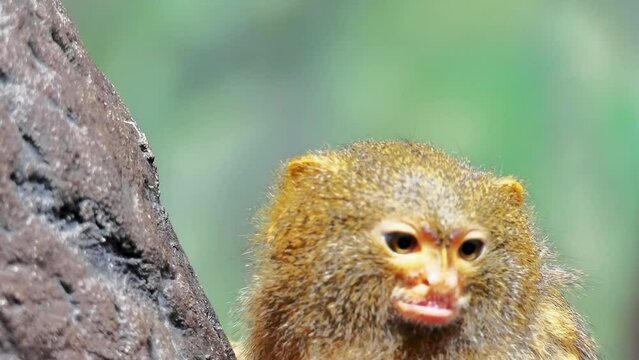 Pygmy marmoset (Cebuella pygmaea)