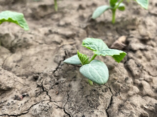 cucumber sprouts growing on a bed in a vegetable garden