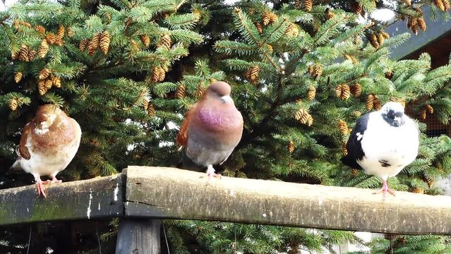 Chilean pigeon (Patagioenas araucana) is a species of bird in the family Columbidae. It is found in Chile and adjacent Argentina. Its natural habitat is temperate forests.