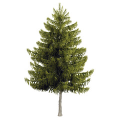 Picea obovata tree in the spring, is a spruce native to Siberia, from the Ural Mountains and the Arctic tree line south to the northwestern Mongolia. Isolated for composition.