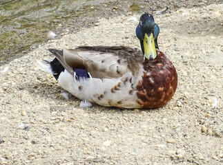 A duck relaxes by a river