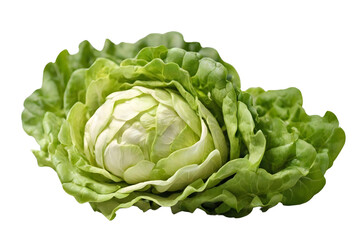 Fototapeta premium Lettuce isolated on white background in side view