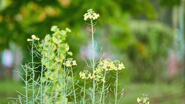 Brassica rapa is plant species growing in various widely cultivated forms including turnip, napa cabbage, bomdong, bok choy, and rapini, field mustard, bird's rape, and keblock.