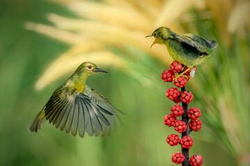 Sun-bird (Nectarinia jugularis) female feeding new born chicks on branch