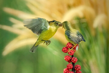 Sun-bird (Nectarinia jugularis) female feeding new born chicks on branch