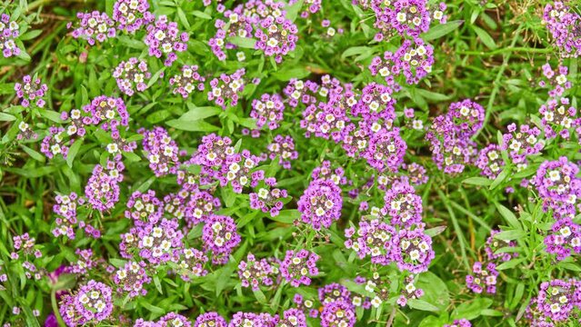 Lobularia maritima (Alyssum maritimum) is low-growing flowering plant in family Brassicaceae. It is sweet alyssum or sweet alison, also commonly referred to as just alyssum