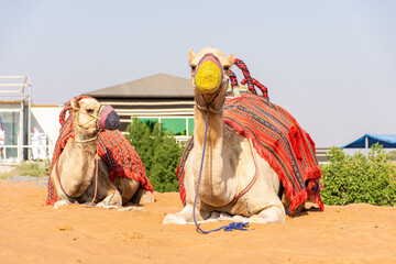 Camels in the desert in Dubai, UAE. 