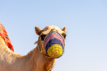 Close-up of camel in the desert in Dubai, UAE.