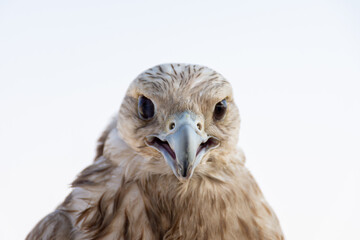 Close-up of hawk against clear sky in Dubai, UAE.