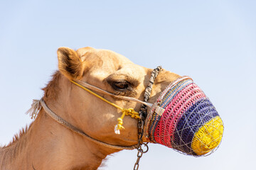 Close-up of camel in the desert in Dubai, UAE.