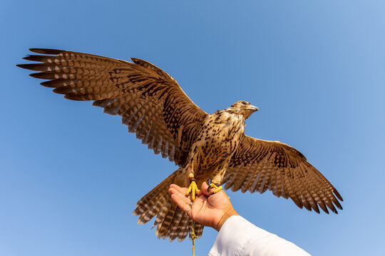 Red-tailed hawk against blue sky in Dubai, UAE.