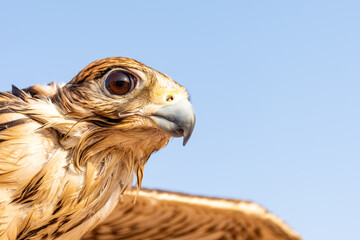 Close-up of hawk against blue sky in Dubai, UAE.