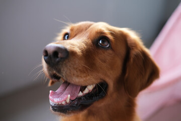 Horizontal close-up portrait of the muzzle of a dog Golden Retriever breed