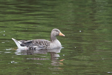 Greylag Goose or Graylag Goose (Anser anser) on the River Tweed at Kelso in the Scottish Borders, Scotland, UK