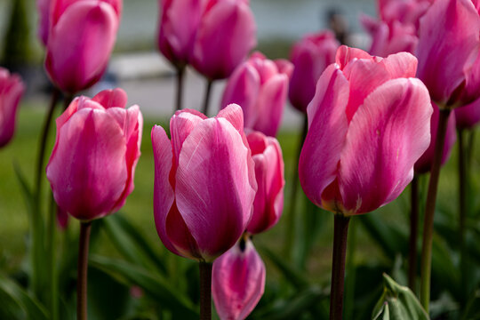 pink and white tulips