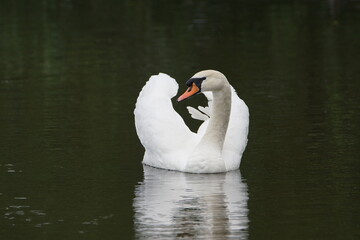 Mute Swan (Cygnus olor) on the River Tweed at Kelso in the Scottish Borders, Scotland, UK