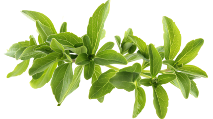 Fresh green stevia leaves isolated on white background. Perfect for natural sweetener, herbal remedy, or organic plant concept visuals.