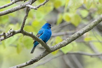 An Indigo Bunting Displays Its Blue Hues