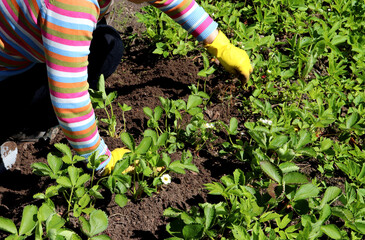 A retired woman in gloves weeds a strawberry bed on a sunny spring day - video, close-up, hands
