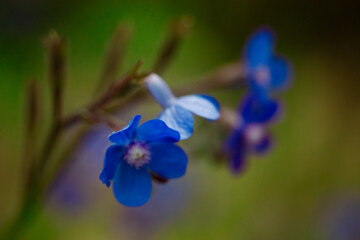 Ancusa Anchusa azurea blooming buds of blue violet flowers in spring garden. Floral postcard, banner with space for text. Flowering plants in sunlight