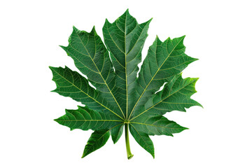 Fresh papaya isolated on white background