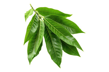 Fototapeta premium Mango leaves isolated on white background