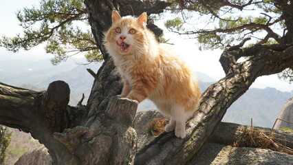 Yellow Norwegian Forest Cat