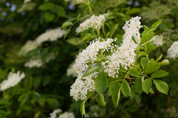Białe kwiaty czarnego bzu na zielonym drzewie © kubikactive