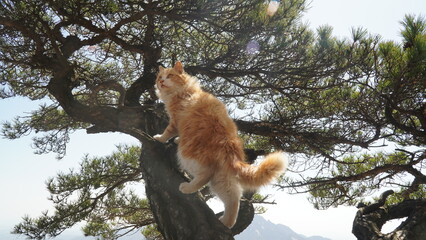 Yellow Norwegian Forest Cat