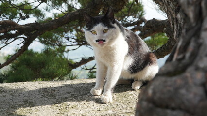 Obraz premium the charm of a tuxedo cat