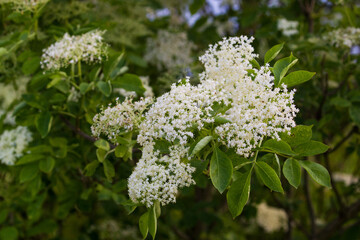 Białe kwiaty czarnego bzu na zielonym drzewie © kubikactive
