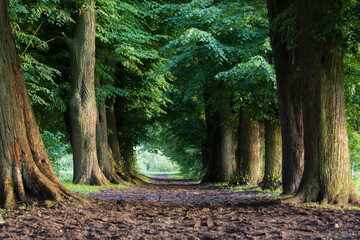 Wiejska droga wysadzana szpalerem starych drzew © kubikactive
