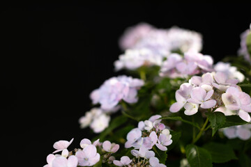 薄紫のアジサイ