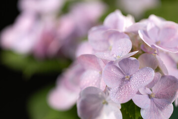 Obraz premium 薄紫のアジサイ