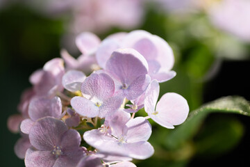 薄紫のアジサイ