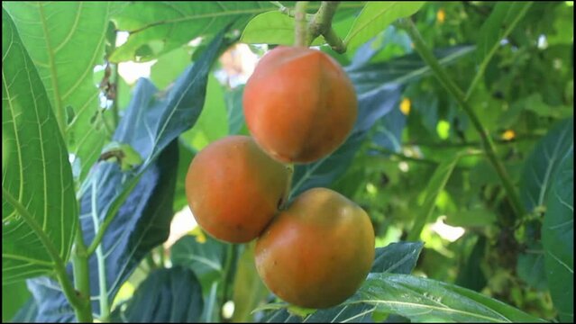 A group of Tabernaemontana macrocarpa fruits, a shrub or tree native to Thailand and Malesia.