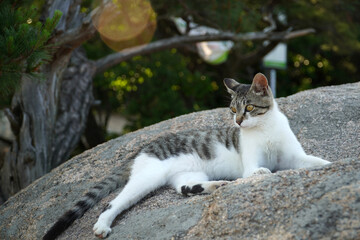 cat on the rock