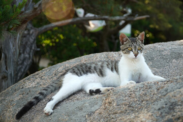cat on the rock