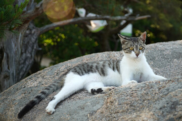cat on the rock