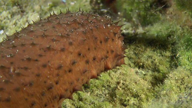 A brown caterpillar-like Sea cucumber cotton-spinner (Holothuria sanctori) slowly turns its front end, close-up.