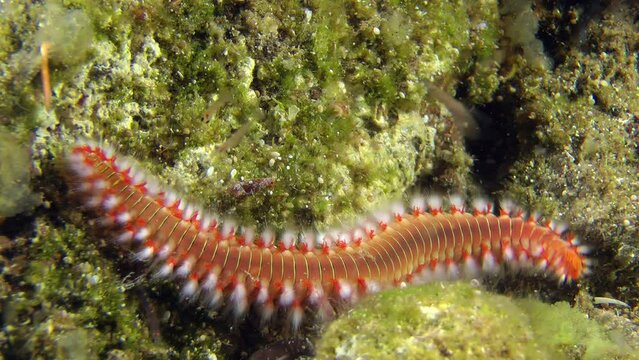 The poisonous polychaete Bearded fireworm (Hermodice carunculata) explores the area around itself, close-up.