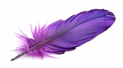 Feather purple white background lightweight.