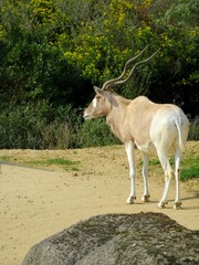 antilope